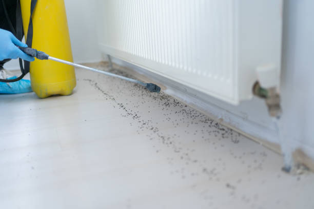 Best Bed Bug Extermination  in Spanish Lake, MO